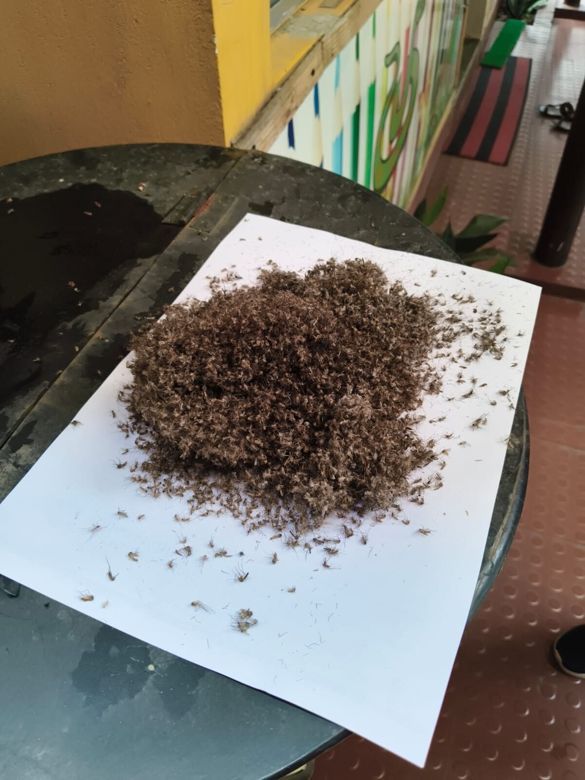 BG-Mosquitaire Trial — Mosquito Catch Results